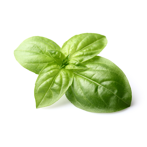 Basil (bunch) Product