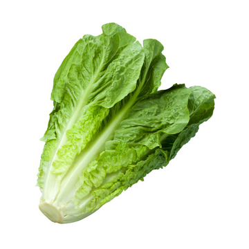 Lettuce Product
